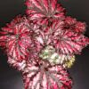 Begonia Merrymaker, pianta da interno