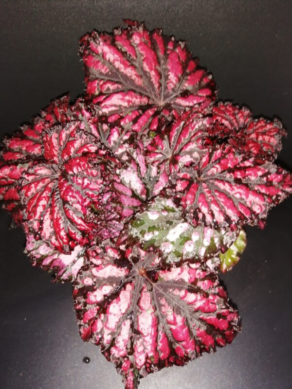 Begonia Merrymaker, pianta da interno