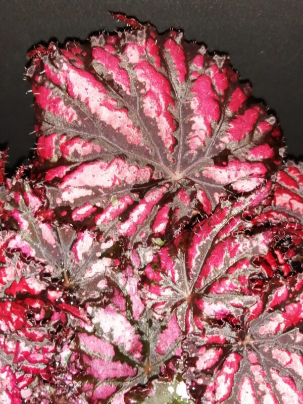 Begonia Merrymaker, foto 2