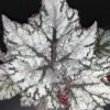Begonia Star Light, pianta da interno