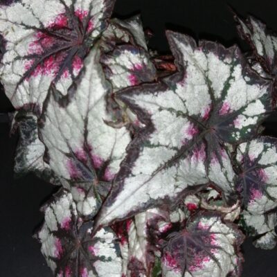 Begonia Dark Eyes