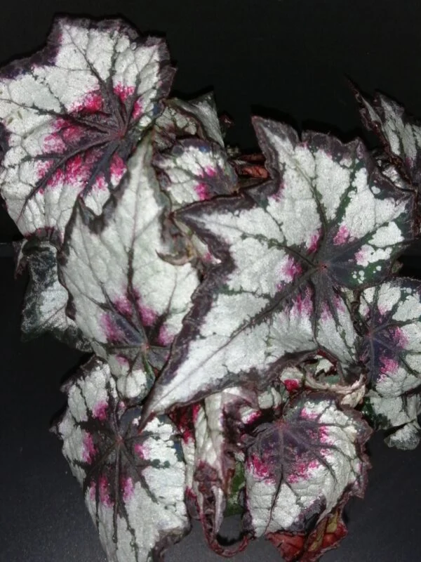 Begonia Dark Eyes, pianta da interno