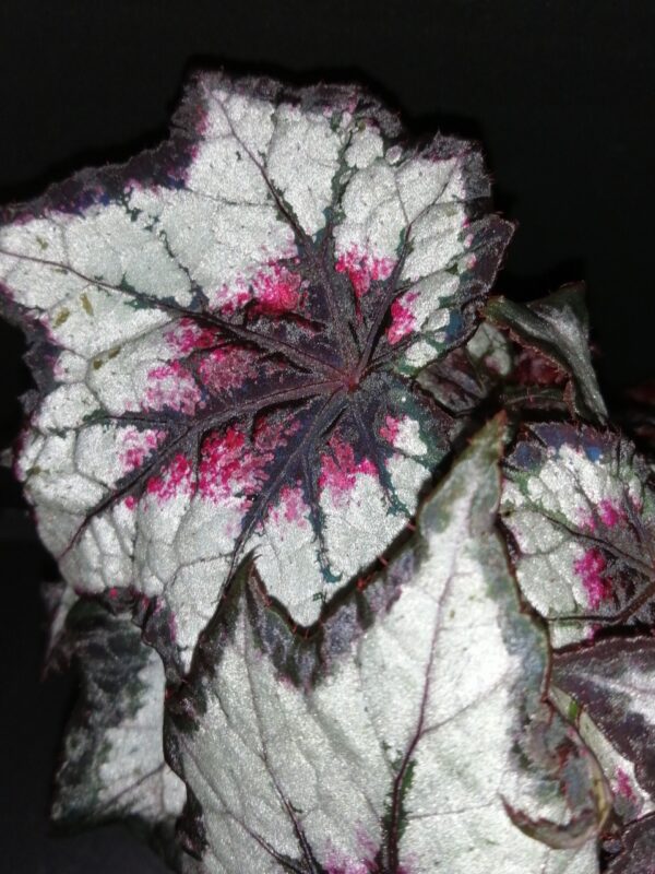Begonia Dark Eyes, foto 2
