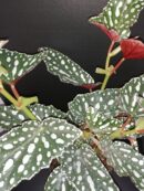 Begonia maculata Spotlight Green