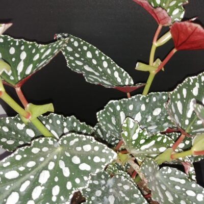 Begonia maculata Spotlight Green