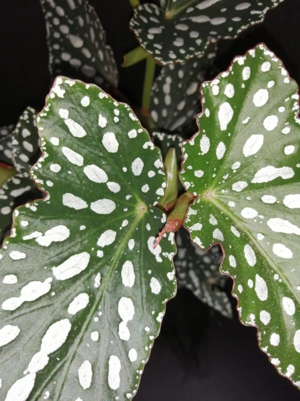 Begonia maculata Spotlight Green, foto 3