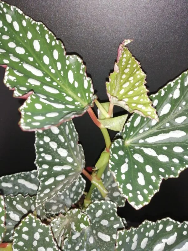Begonia maculata Spotlight Green, foto 4