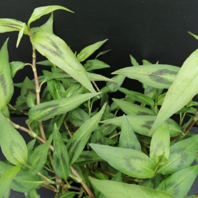 Persicaria odorata Coriandolo vietnamita