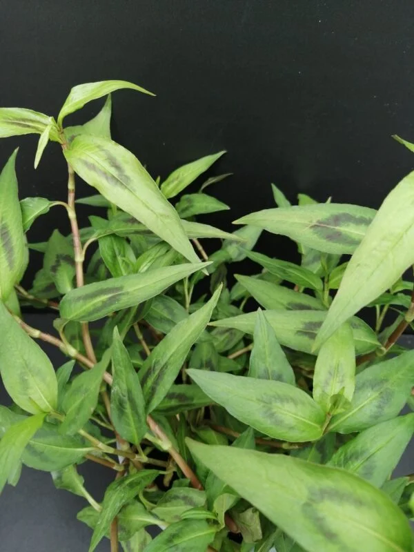 Persicaria odorata Coriandolo vietnamita, pianta per orto e cucina