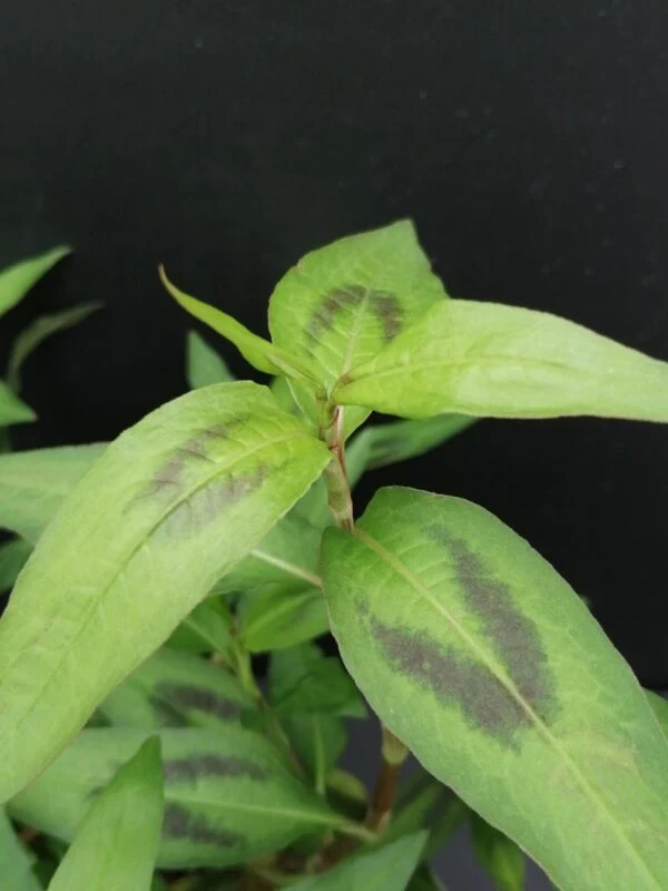 Persicaria odorata Coriandolo vietnamita, foto 2