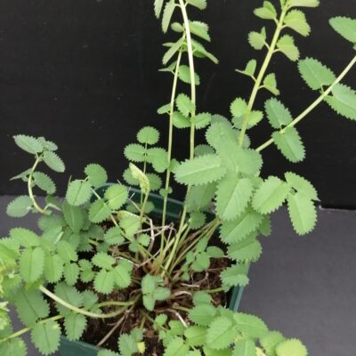 Sanguisorba officinalis  Pimpinella maggiore