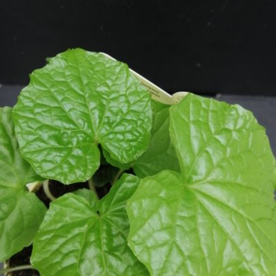 Wasabi Eutrema japonicum