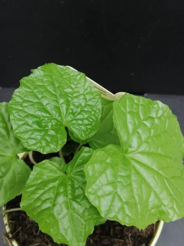 Wasabi Eutrema japonicum, pianta per orto e cucina