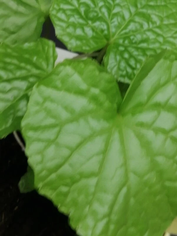 Wasabi Eutrema japonicum, foto 2