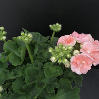 Pelargonium Astrid