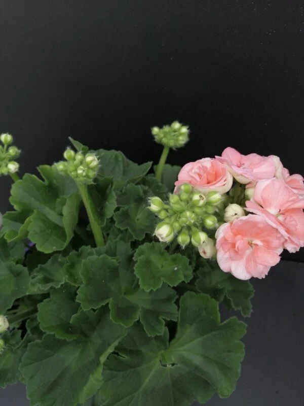 Pelargonium Astrid, pianta da esterno