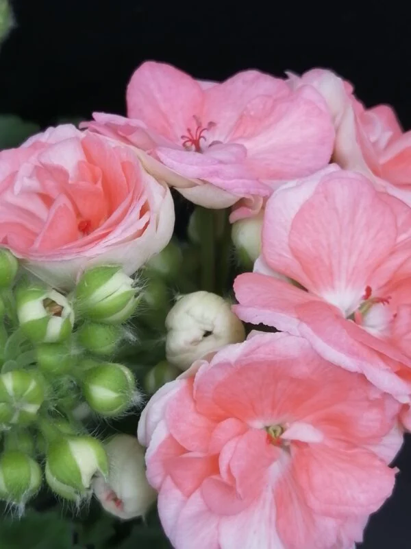Pelargonium Astrid, foto 2