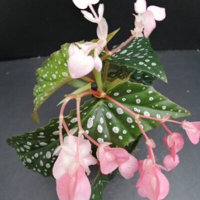 Begonia maculata Silverspot