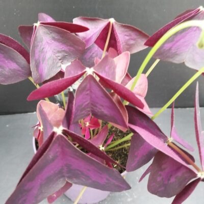 Oxalis triangularis