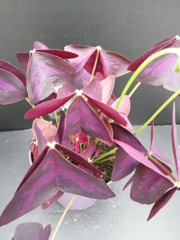 Oxalis triangularis, pianta da interno e da esterno