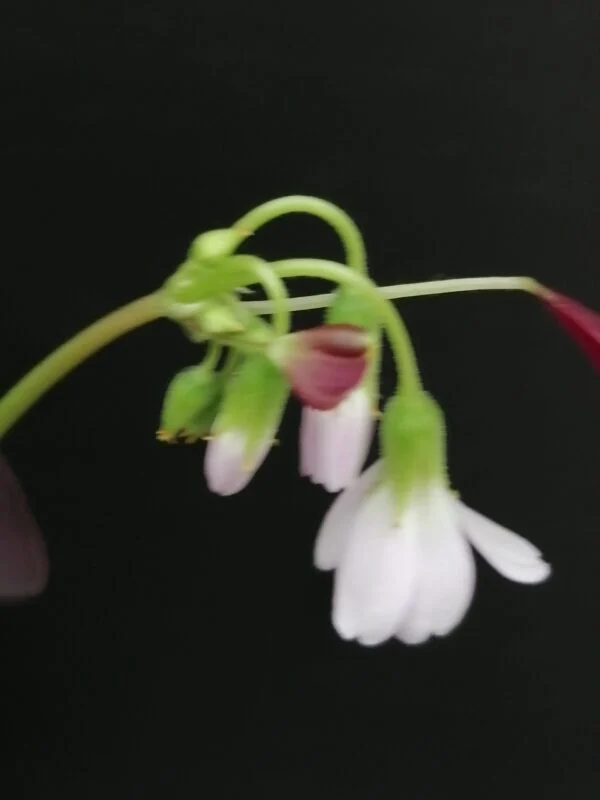 Oxalis triangularis, foto 2