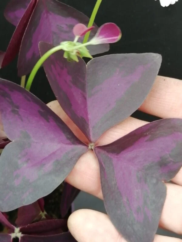 Oxalis triangularis, foto 3