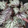 Begonia Jungle Wonders Tricolore, pianta da interno