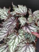 Begonia Jungle Wonders Tricolore