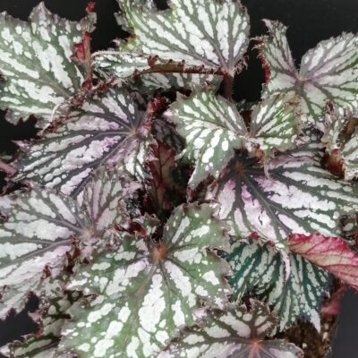 Begonia Jungle Wonders Tricolore