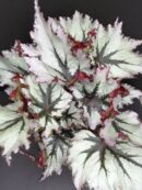 Begonia Jungle Wonders Nordic Glace'
