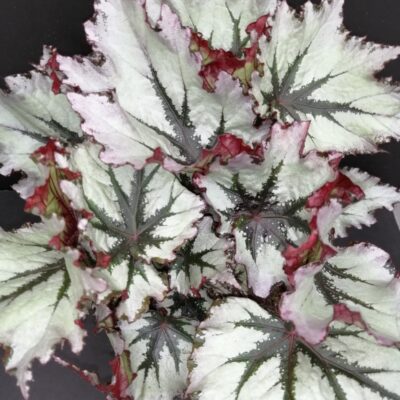 Begonia Jungle Wonders Nordic Glace'
