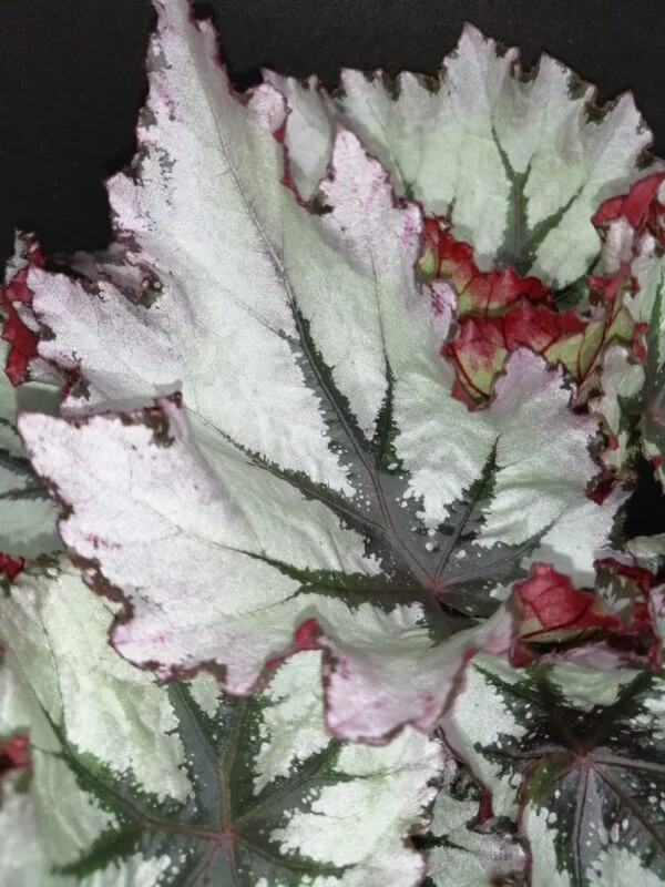 Begonia Jungle Wonders Nordic Glace', foto 3