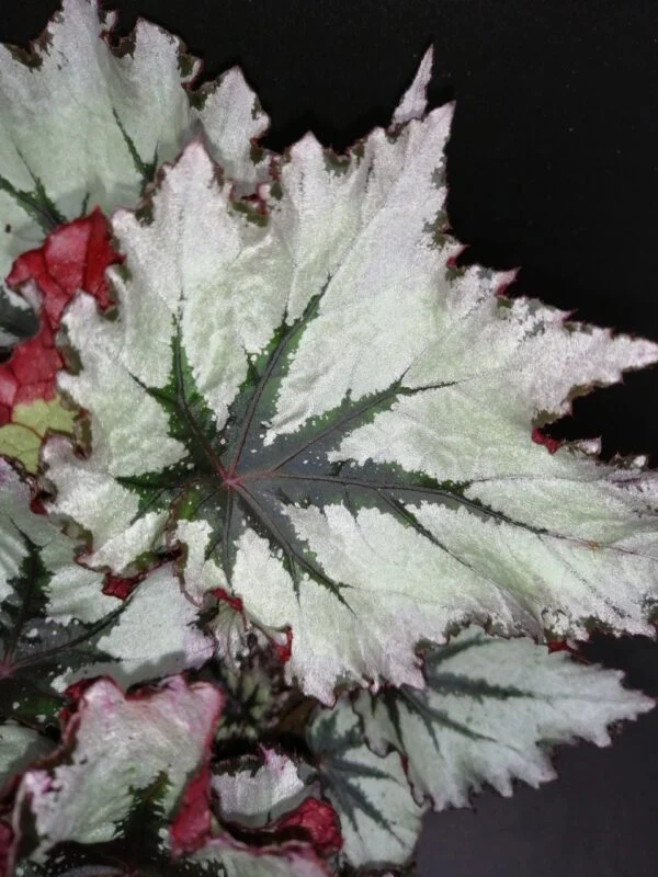 Begonia Jungle Wonders Nordic Glace', foto 2