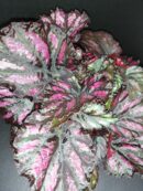 Begonia Rumba