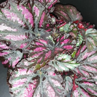 Begonia Rumba