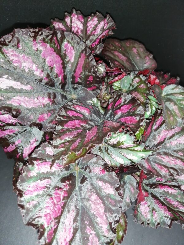 Begonia Rumba, pianta da interno