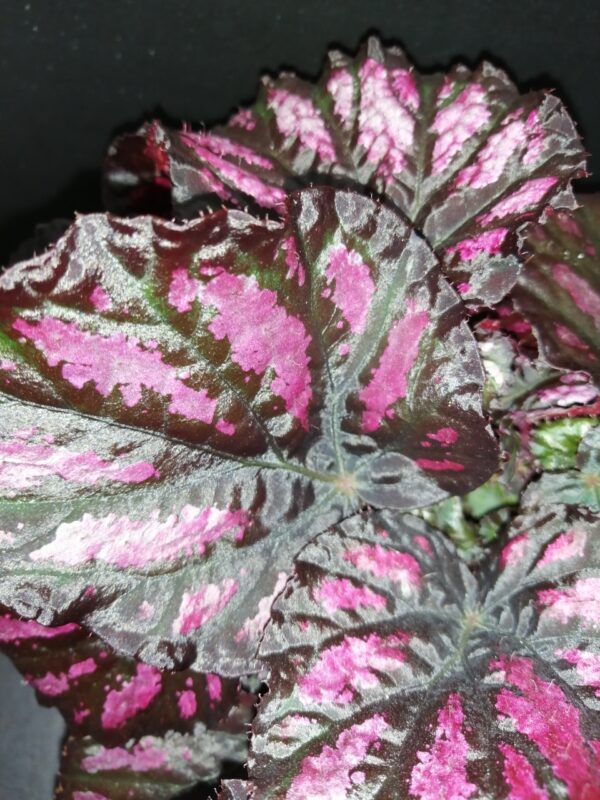 Begonia Rumba, foto 3