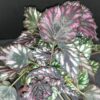 Begonia Helen Teupel, pianta da interno