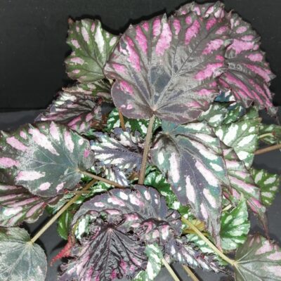 Begonia Helen Teupel