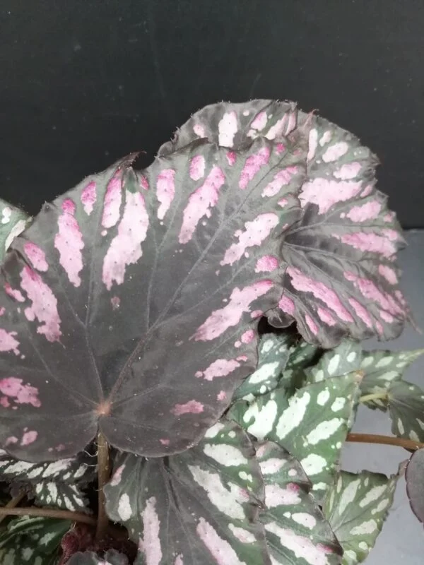Begonia Helen Teupel, foto 3