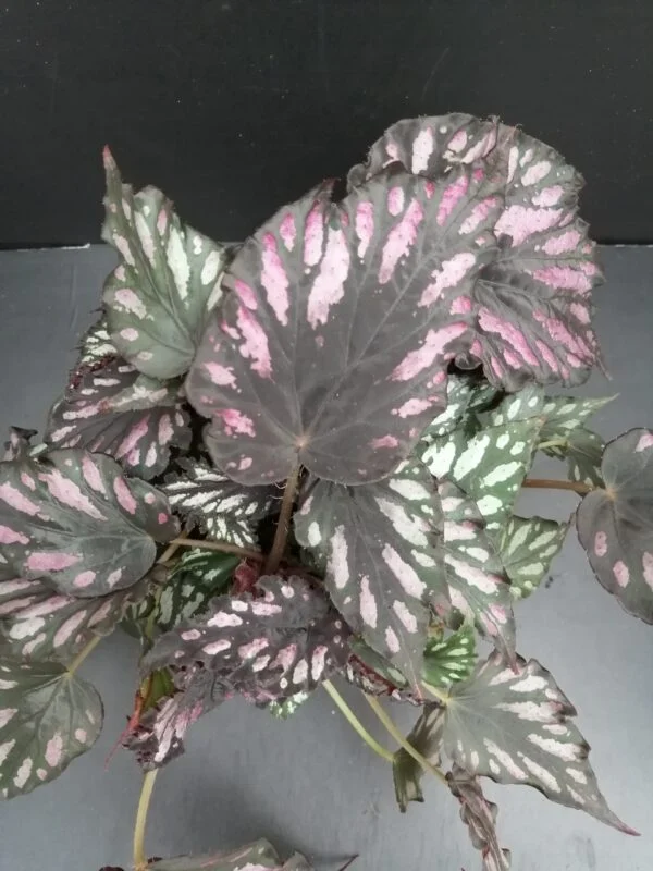 Begonia Helen Teupel, foto 4