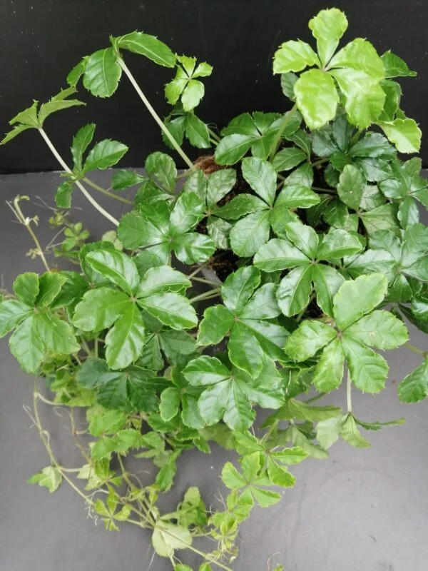Cissus striata, pianta da interno