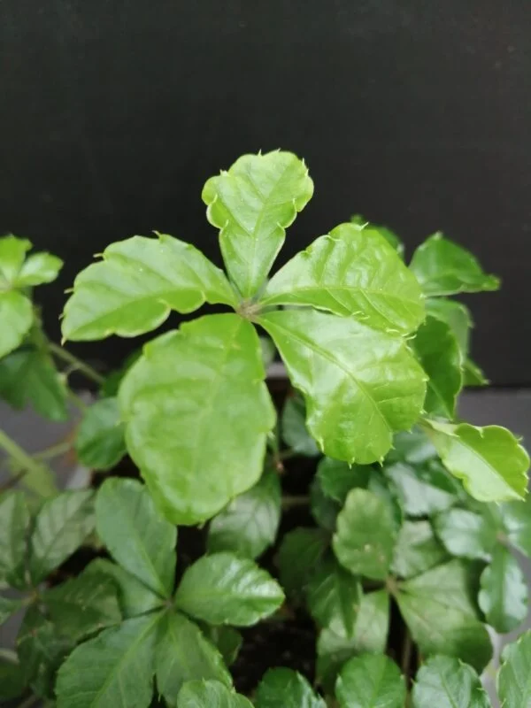 Cissus striata, foto 2
