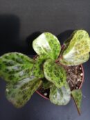 Begonia blancii Mottled