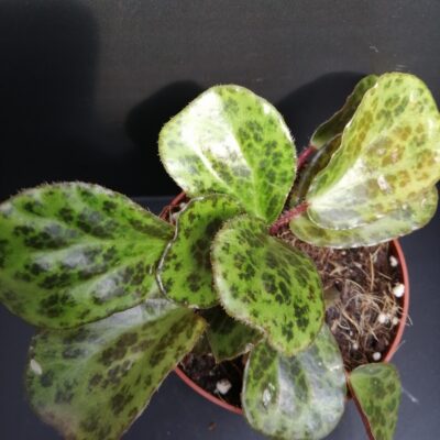 Begonia blancii Mottled