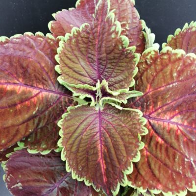 Coleus Magnificent Mile