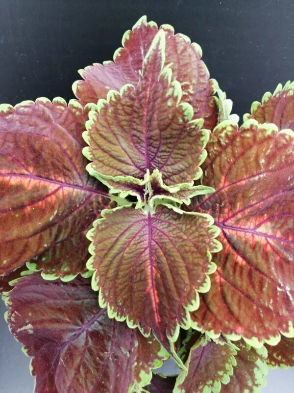 Coleus Magnificent Mile, pianta per orto e cucina