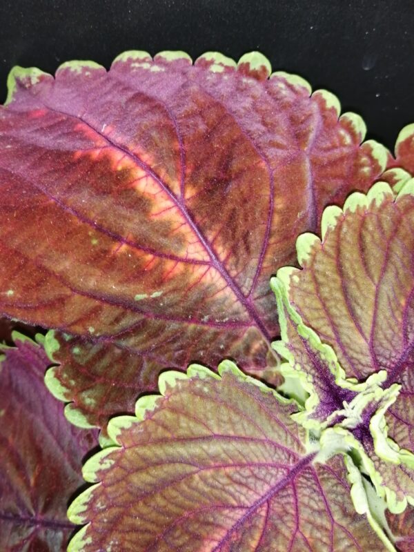 Coleus Magnificent Mile, foto 2
