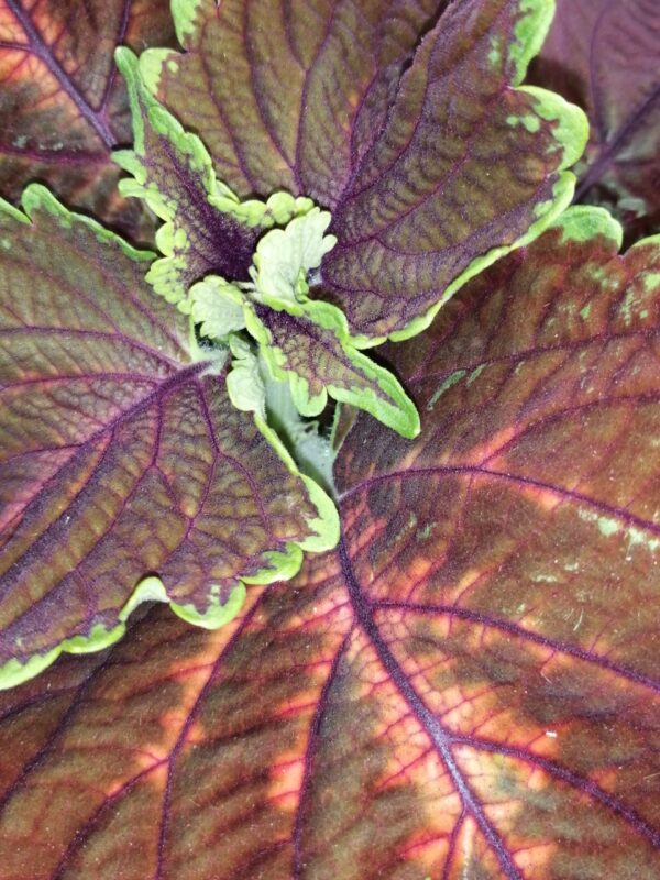 Coleus Magnificent Mile, foto 3
