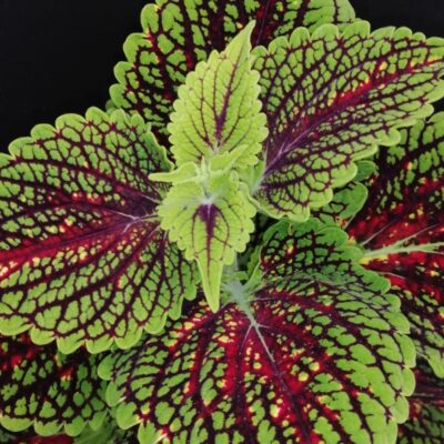 Coleus Spacecake